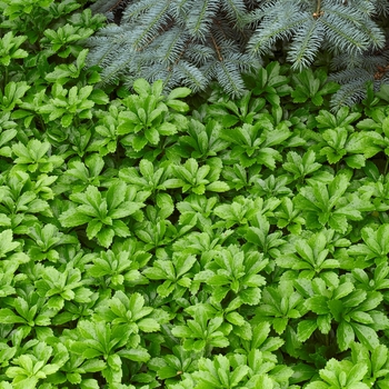 Pachysandra terminalis 'Green Sheen'