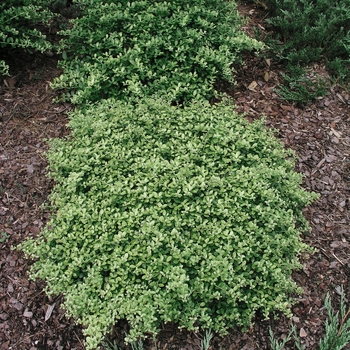 Ilex crenata 'Helleri' 