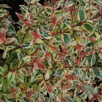 Abelia x grandiflora 'Mardi Gras'