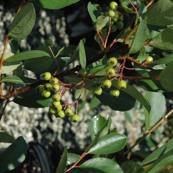 Aronia melanocarpa 'Autumn Magic'