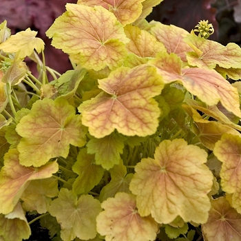 Heuchera 'Tiramisu' 