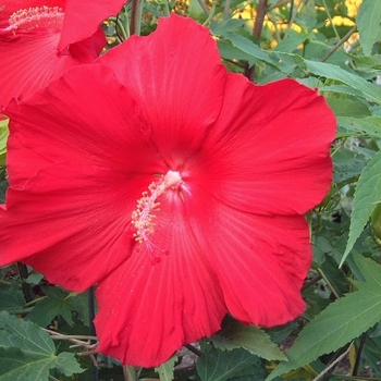 Hibiscus 'Lord Baltimore' 