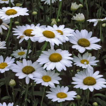 Leucanthemum x superbum 'Becky' 