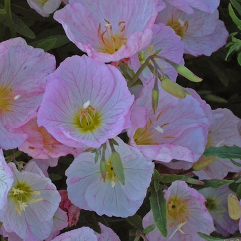 Oenothera berlandieri 'Siskiyou' 