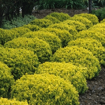 Berberis thunbergii 'Bonanza Gold' 'Bogozam' 8215