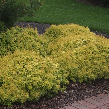 Berberis thunbergii 'Bonanza Gold'