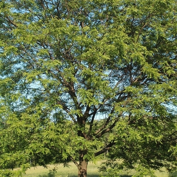 Gleditsia triacanthos var. inermis 'Shademaster' 