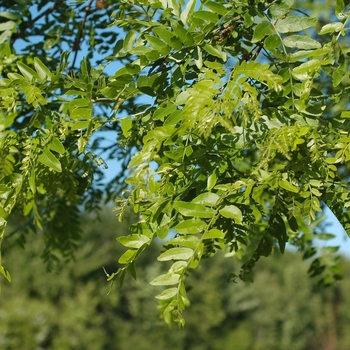 Gleditsia triacanthos var. inermis 'Shademaster'