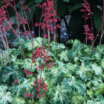 Heuchera sanguinea 'Snow Angel'