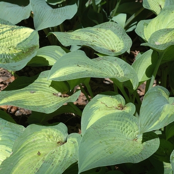 Hosta 'Paul's Glory' 