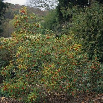 Ilex verticillata 'Winter Red' 