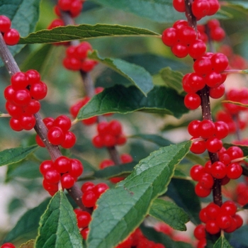 Ilex verticillata 'Winter Red'