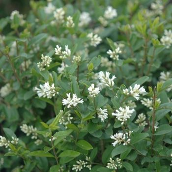 Ligustrum amurense