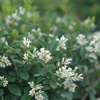 Ligustrum amurense 