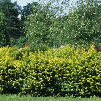 Ligustrum x vicaryi