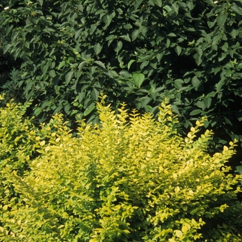 Ligustrum x vicaryi 