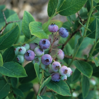 Vaccinium corymbosum 'Elliott' 