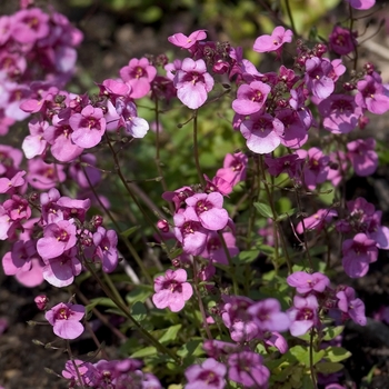 Nepeta subsessilis 'Sweet Dreams' 