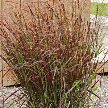 Panicum virgatum 'Prairie Fire'