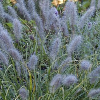 Pennisetum alopecuroides 'Moudry' 