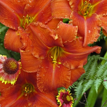 Hemerocallis 'Alabama Jubilee' 