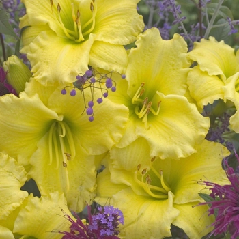 Hemerocallis 'Omomuki'