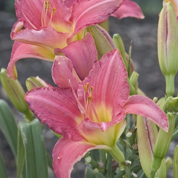 Hemerocallis 'Pretty in Pink'