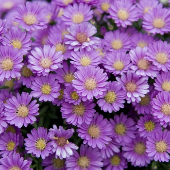 Aster 'Pixie Dark'