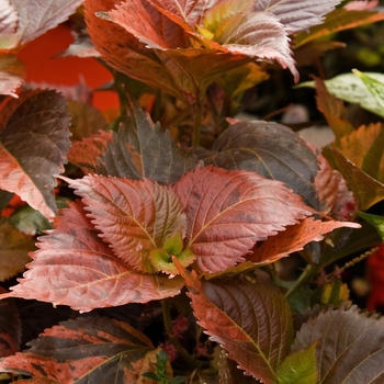 Acalypha wilkesiana 'Beyond Paradise'