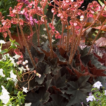 Begonia 'Black Coffee' 