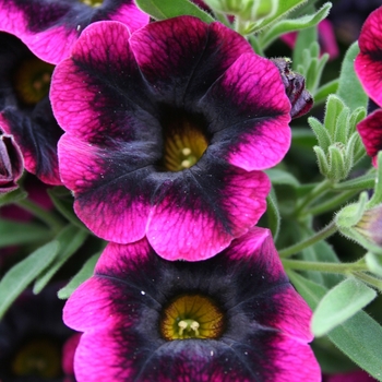 Calibrachoa 'Blackberry Punch' 'USCAL68604' PPAF; PBRAF