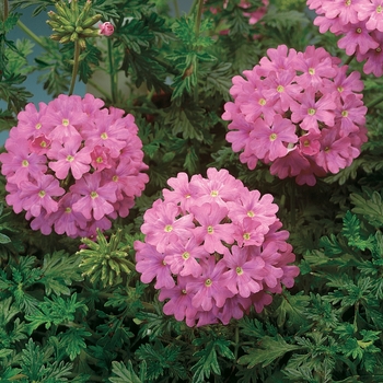 Verbena Babylon® Deep Pink