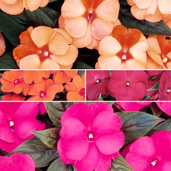 Impatiens hawkeri 'Multiple Varieties'