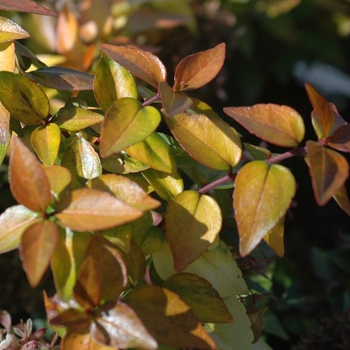 Abelia 'Canyon Creek' (028735)