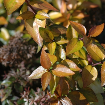 Abelia 'Canyon Creek' (028736)
