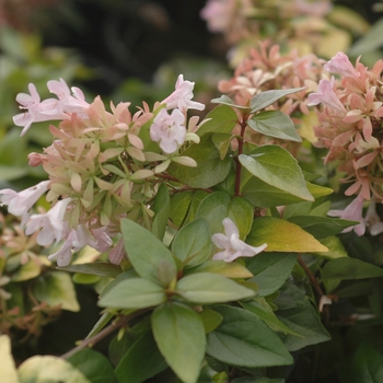 Abelia 'Canyon Creek' 