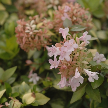Abelia 'Canyon Creek' (028738)