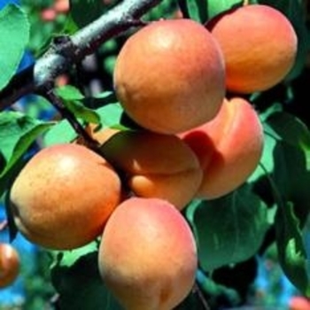 Prunus armeniaca 'Goldcot' 