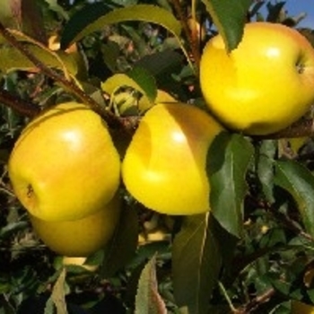 Malus domestica 'Gibson Golden' 