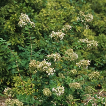 Abelia chinensis 