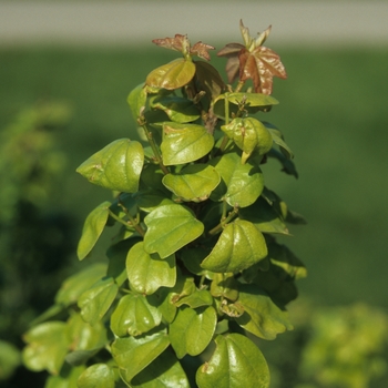 Acer buergerianum 'Miyasama Kaede' 