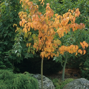 Acer capillipes 