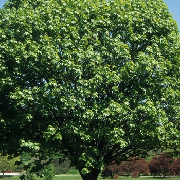 Acer diabolicum