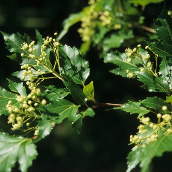 Acer ginnala 'Bailey Compact' 