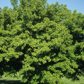 Acer ginnala 'Durand Dwarf'