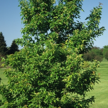 Acer ginnala var. semenowii