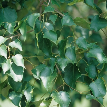 Acer truncatum ssp. mono 