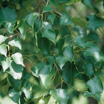 Acer truncatum ssp. mono