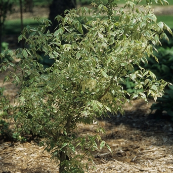 Acer negundo 'Variegatum' (029137)