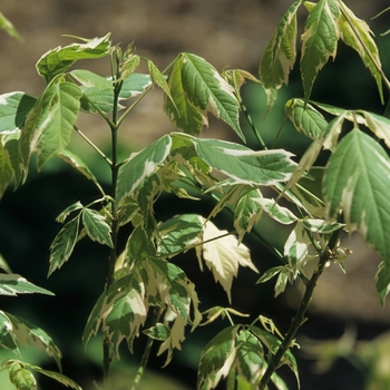 Acer negundo 'Variegatum' (029138)